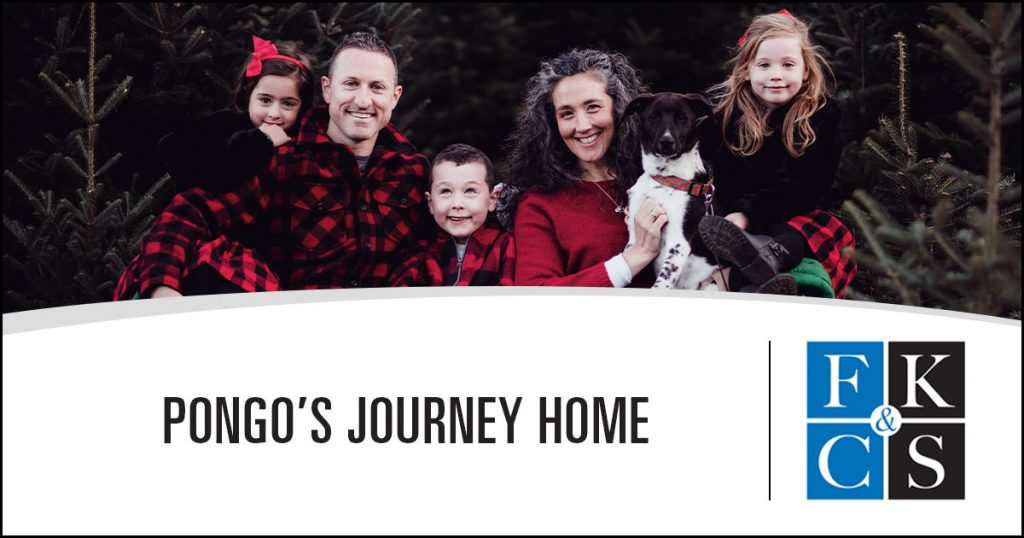 Pongo's Journey Home | FKCS Law